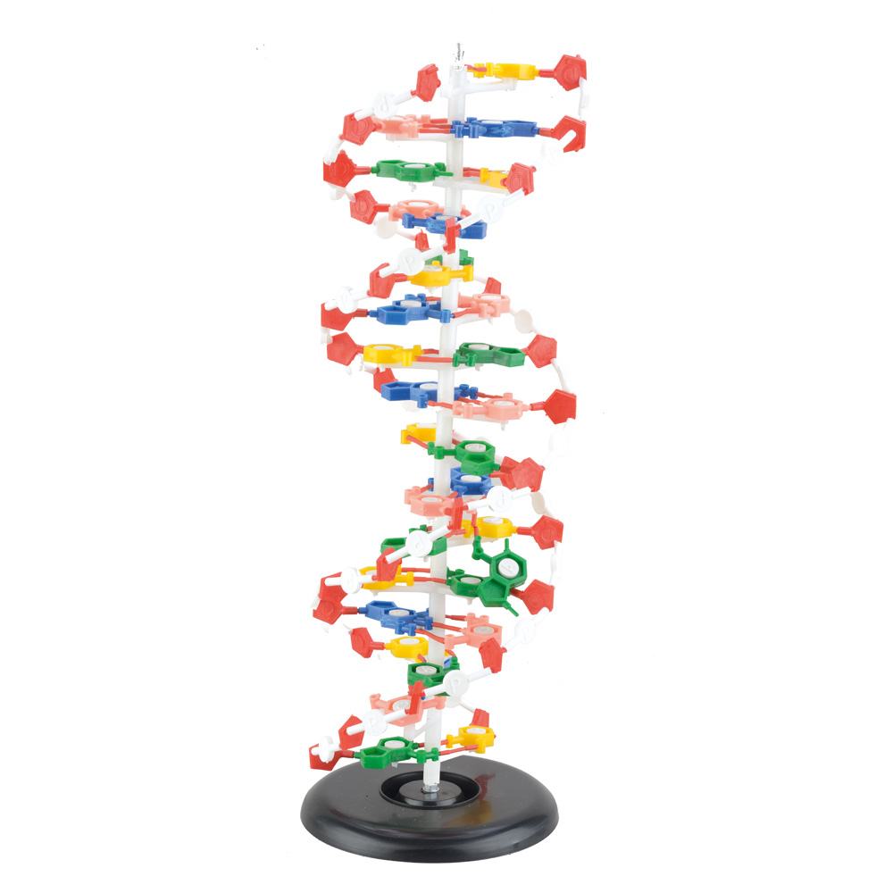 Model DNA