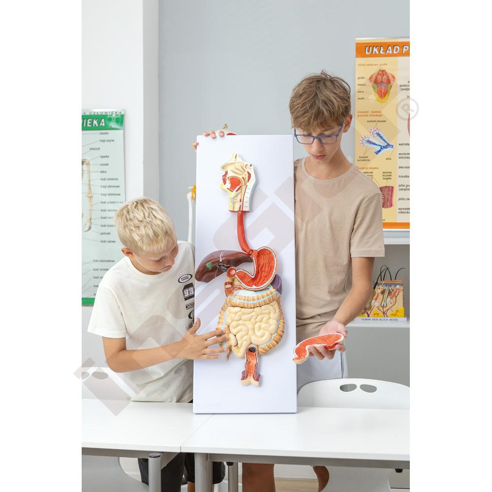 
Verdauungsapparat - Modell
