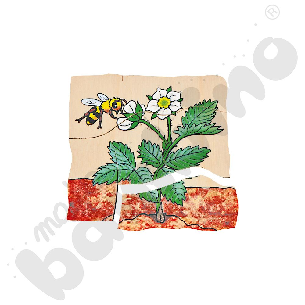 Edukacyjne puzzle warstwowe - truskawka