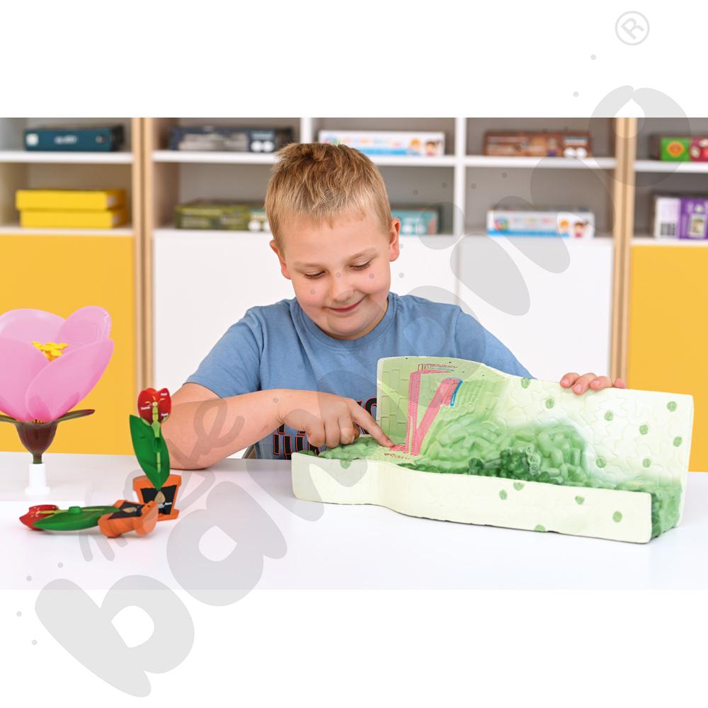 Model struktury liścia