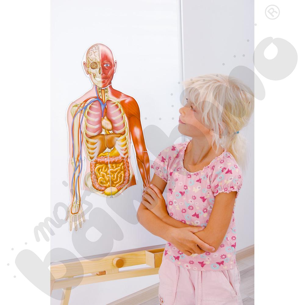 Magnetyczne plansze – Ciało człowieka