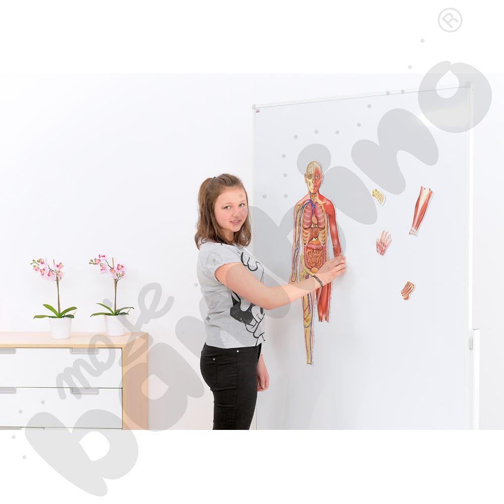 Magnetyczne plansze – Ciało człowieka