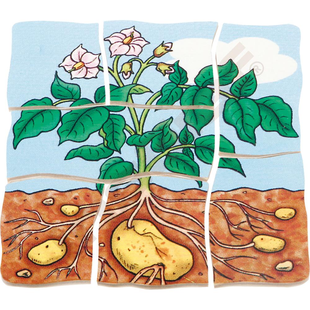 Edukační vícevrstvé puzzle - brambory