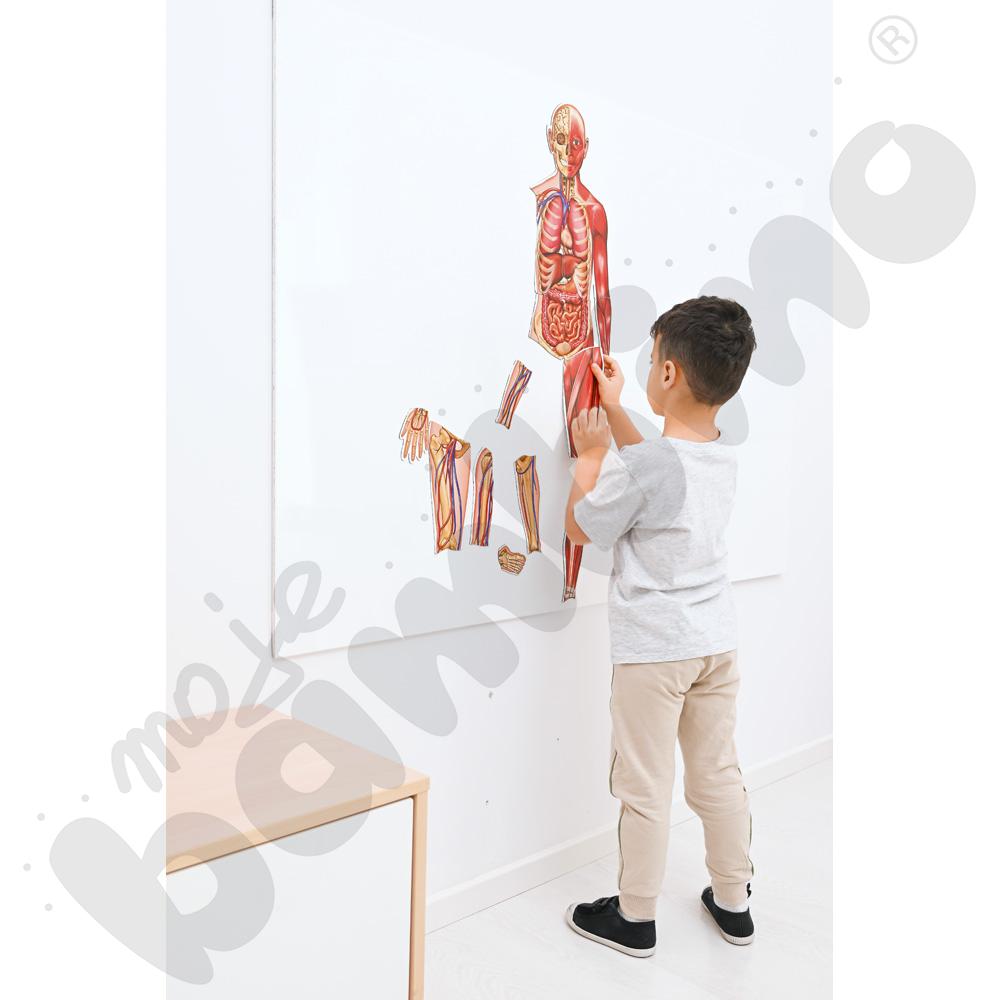 Magnetyczne plansze – Ciało człowieka