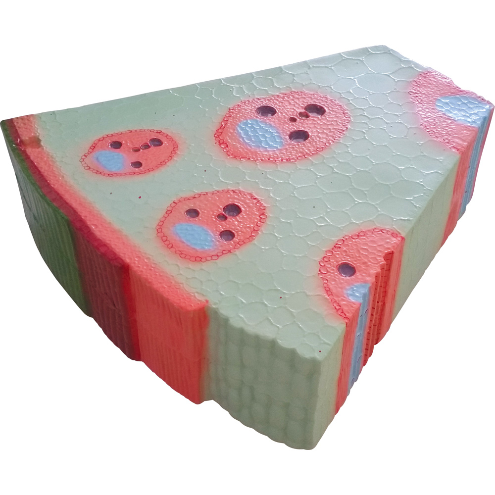 Model stonky jednoklíčnej