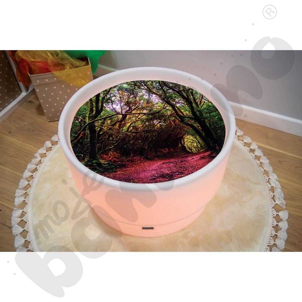 Plansza Odkrycia leśnego świata