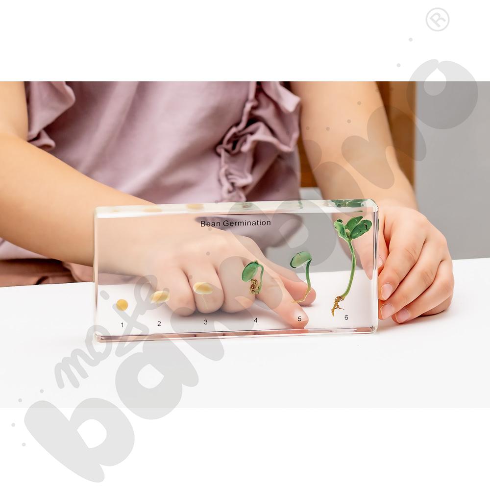 Kiełkowanie fasoli w pleksi