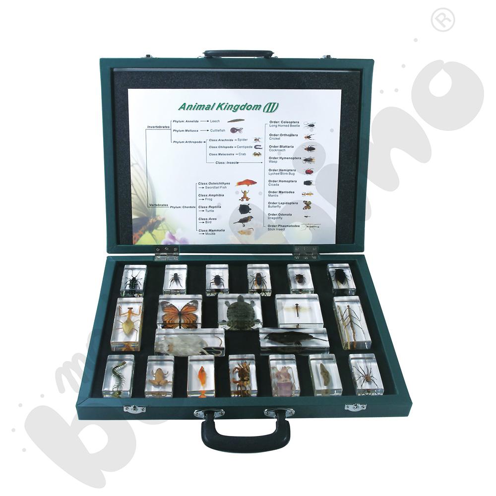 Królestwo zwierząt - kolekcja 20 okazów