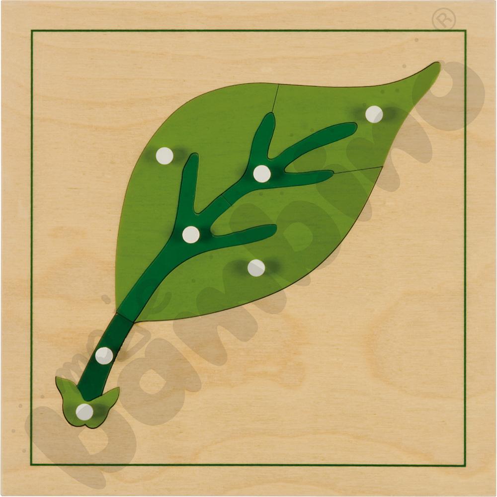   Puzzle botaniczne - liść  