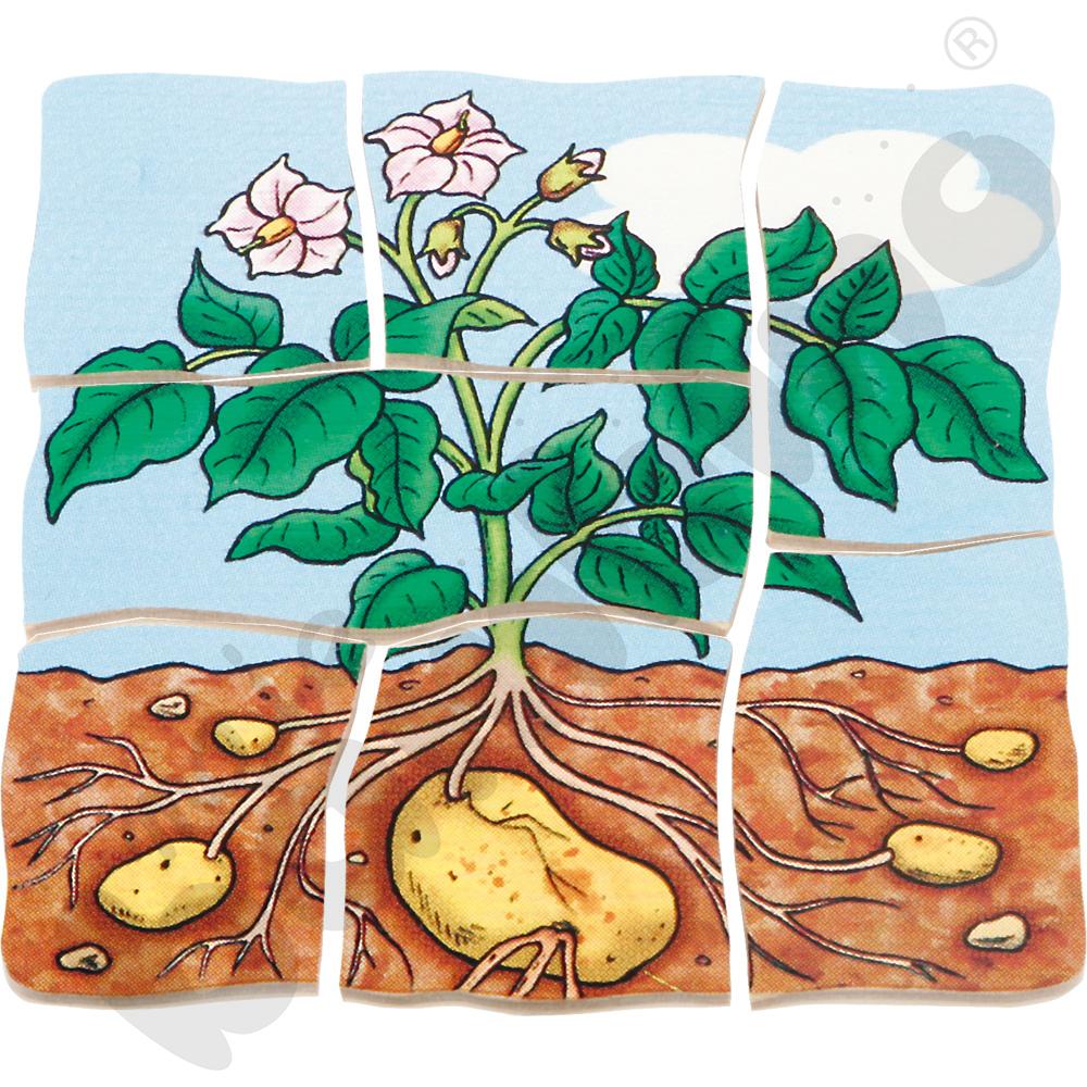 Edukacyjne puzzle warstwowe - ziemniaki