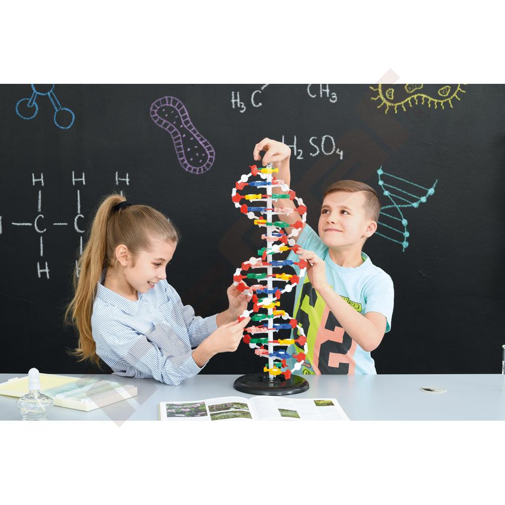 Model DNA
