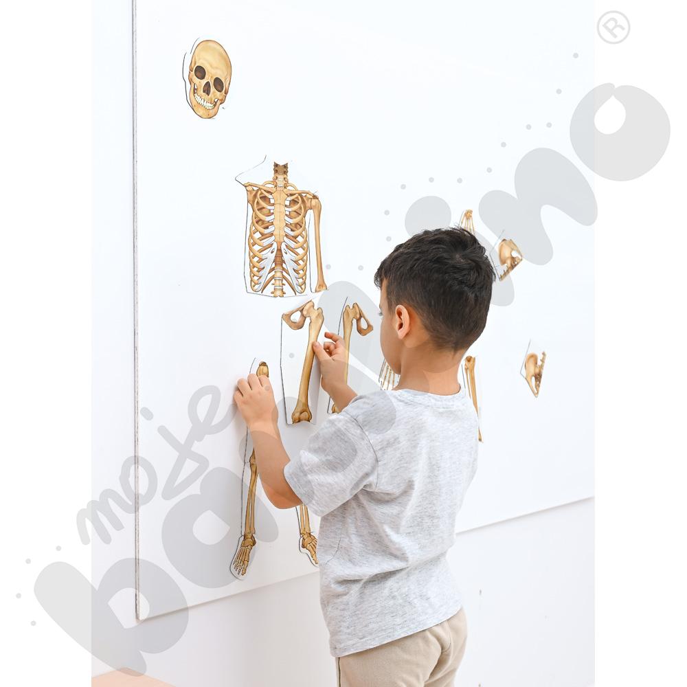 Magnetyczne plansze – Ciało człowieka