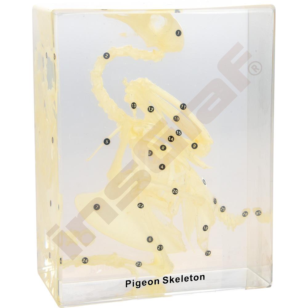 Kostra holuba v plexi 