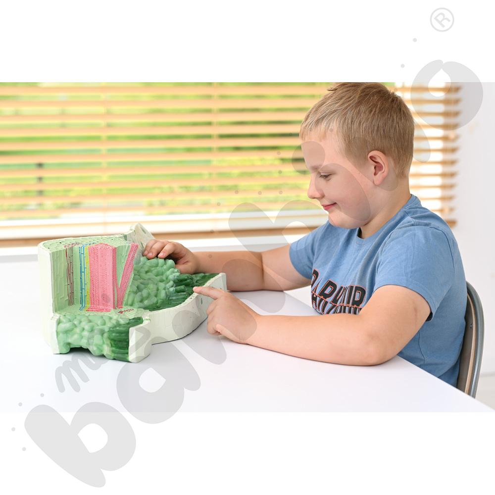 Model struktury liścia