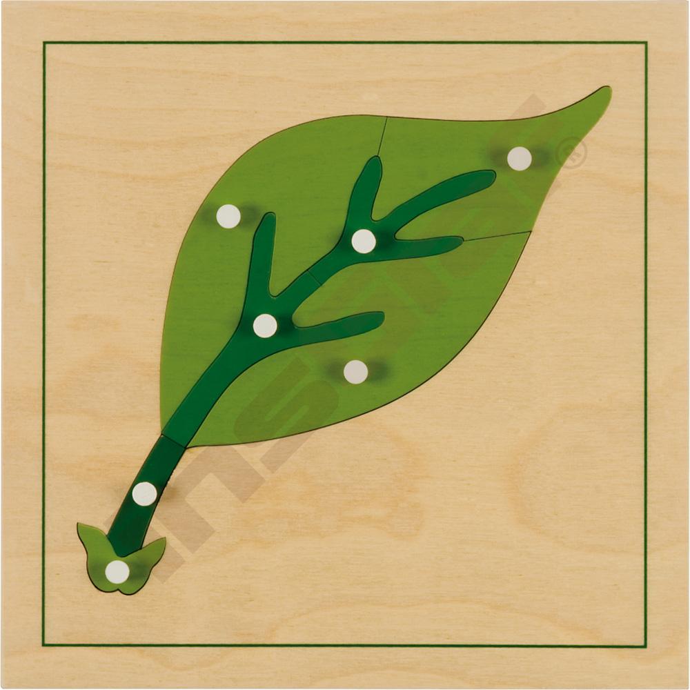 Botanické puzzle - list