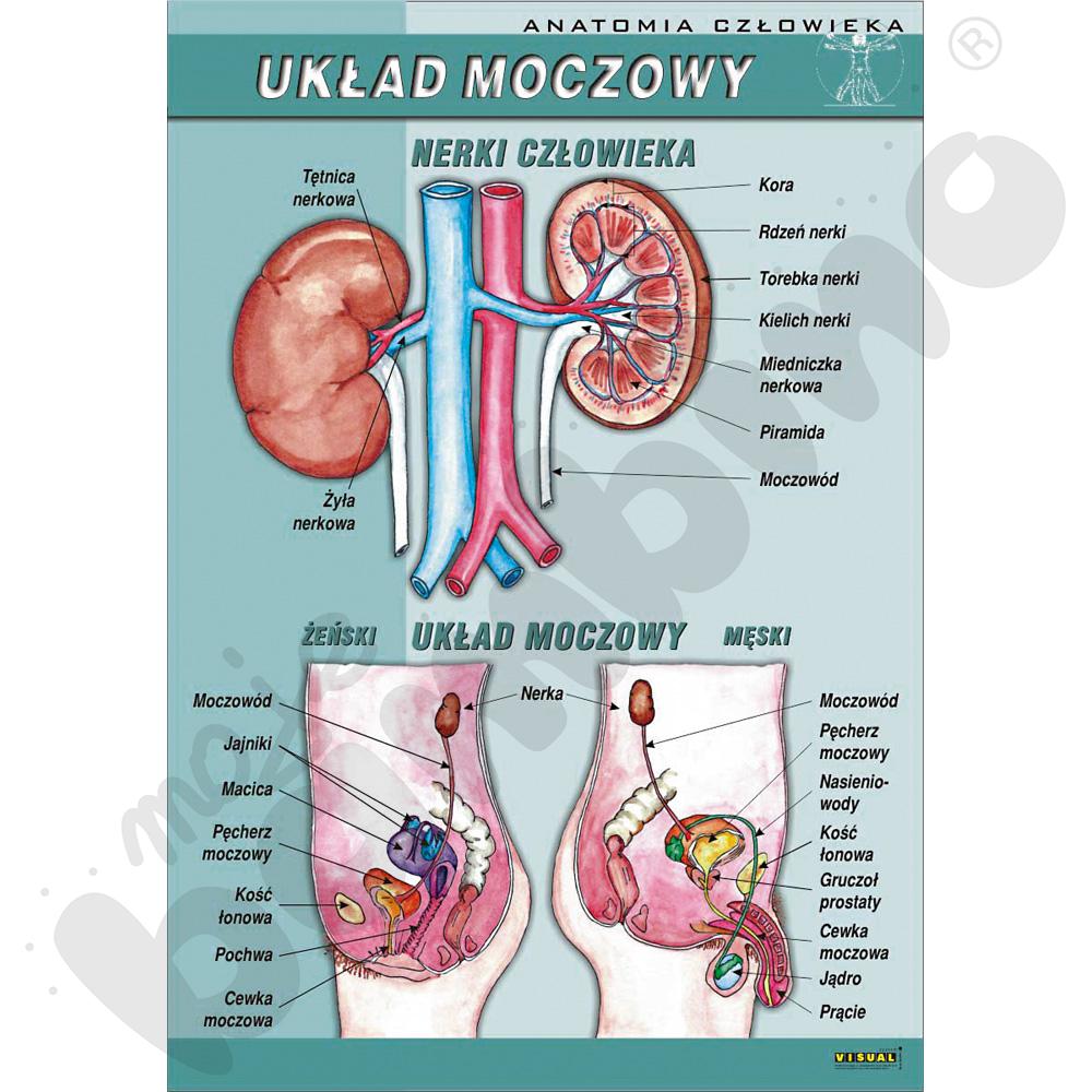 Plansza dydaktyczna - układ moczowy