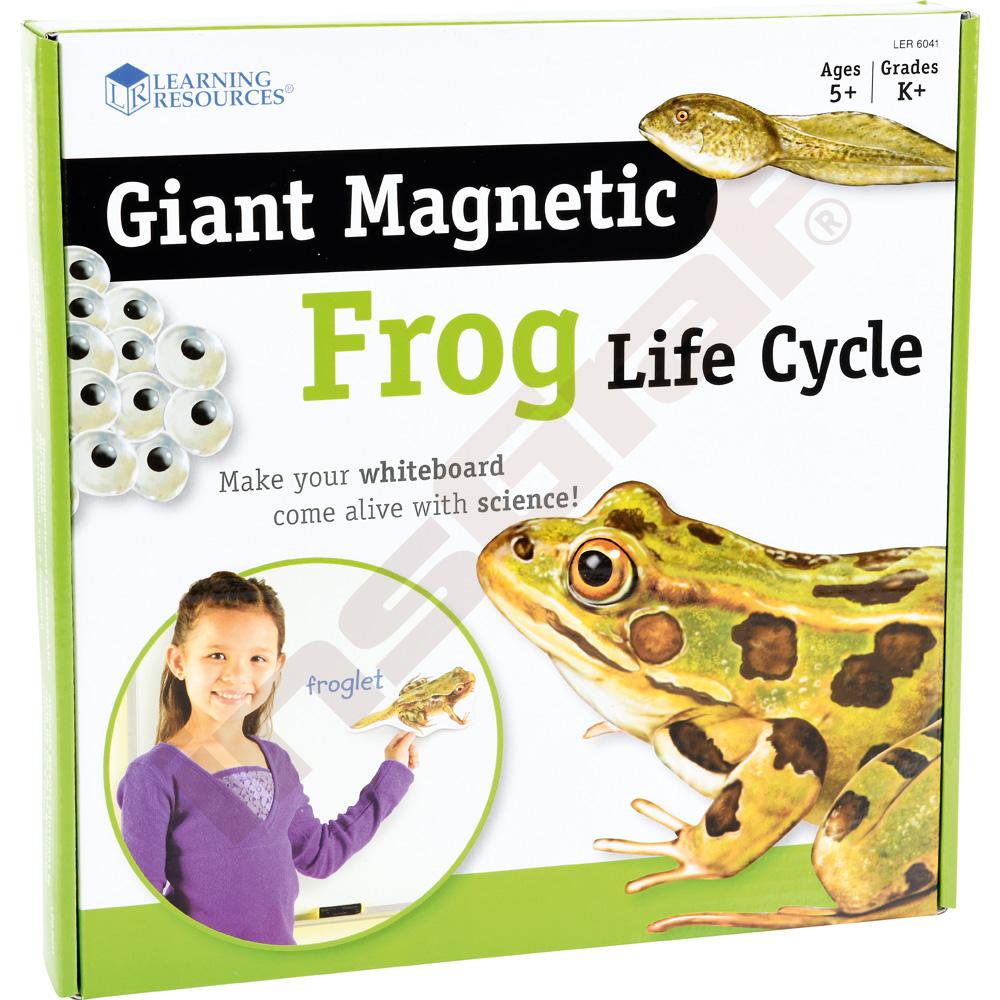 Velké magnetické karty - životní cyklus žáby  