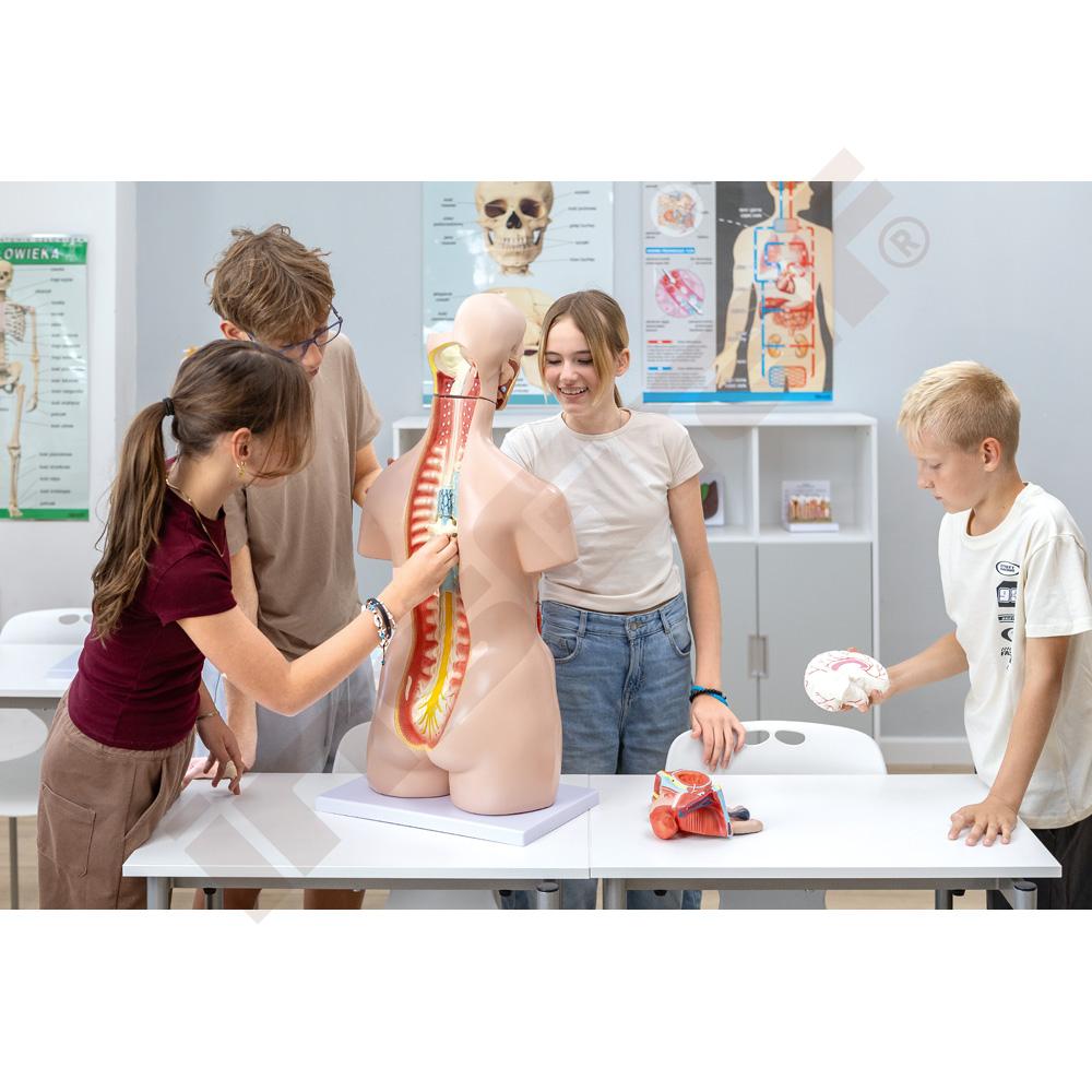 
Torso, 24-teilig
