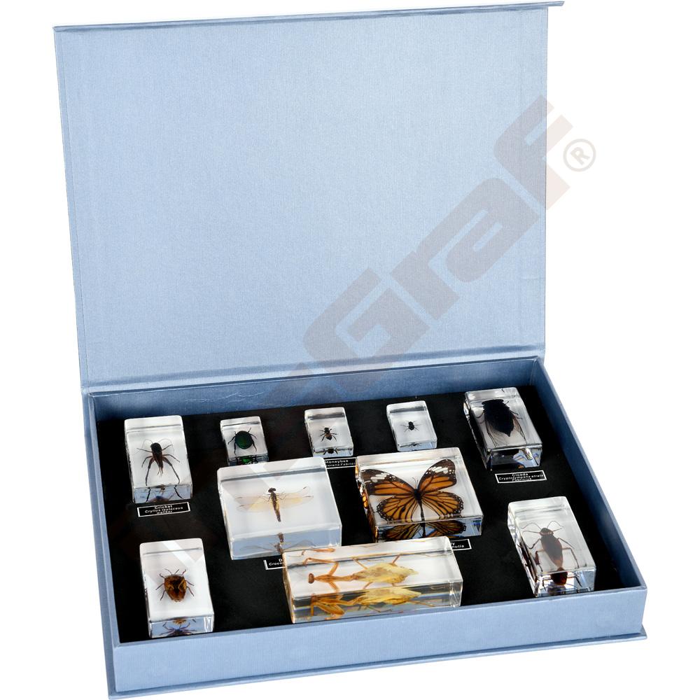 10 druhu hmyzu v plexi 