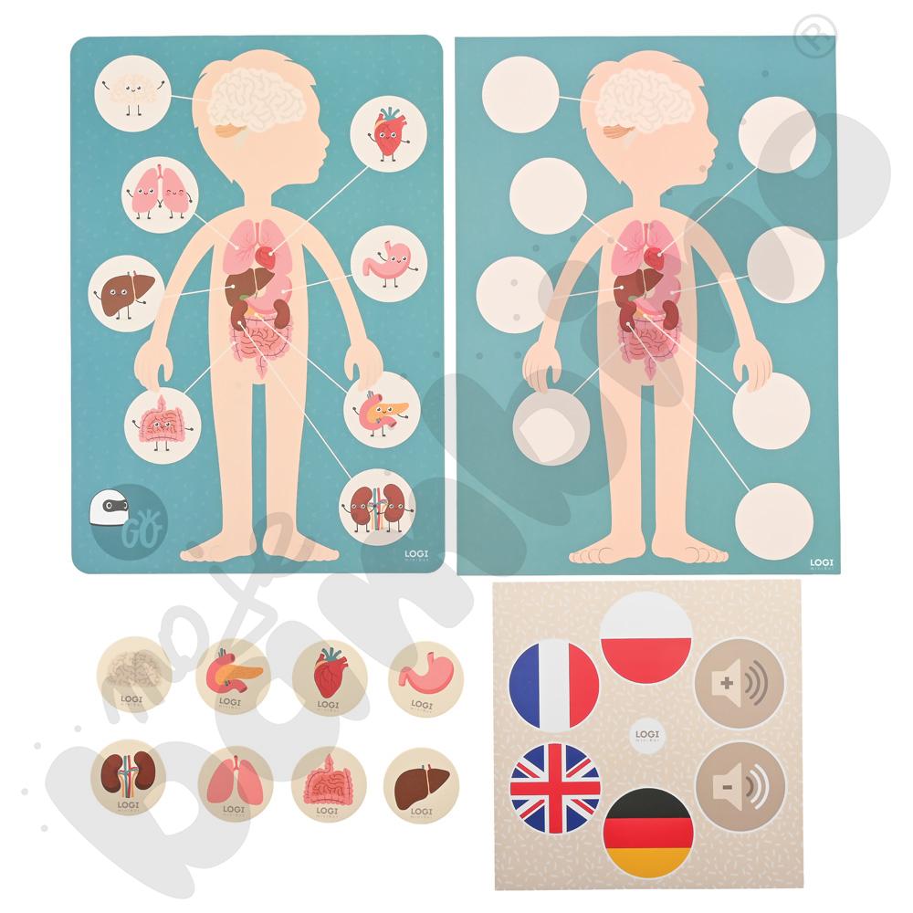 LOGI miniBot - narządy wewnętrzne człowieka