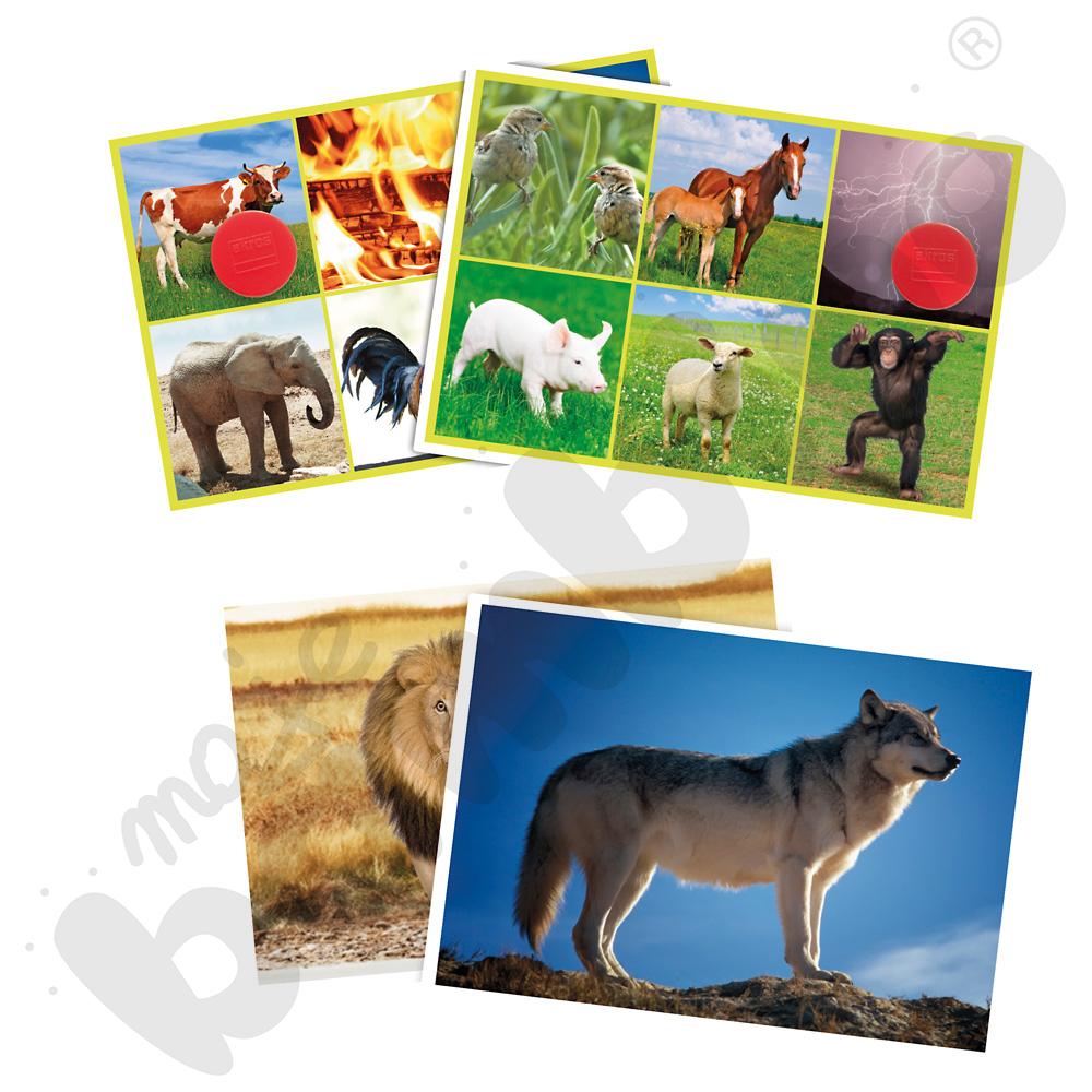 Zwierzęta i natura. Lotto dźwiękowe