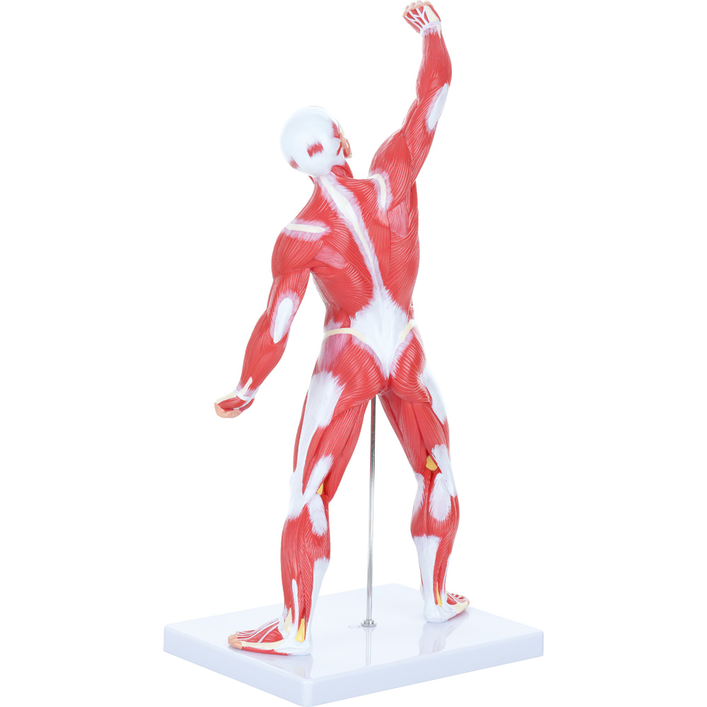 Model sústavy svalov - 50 cm 