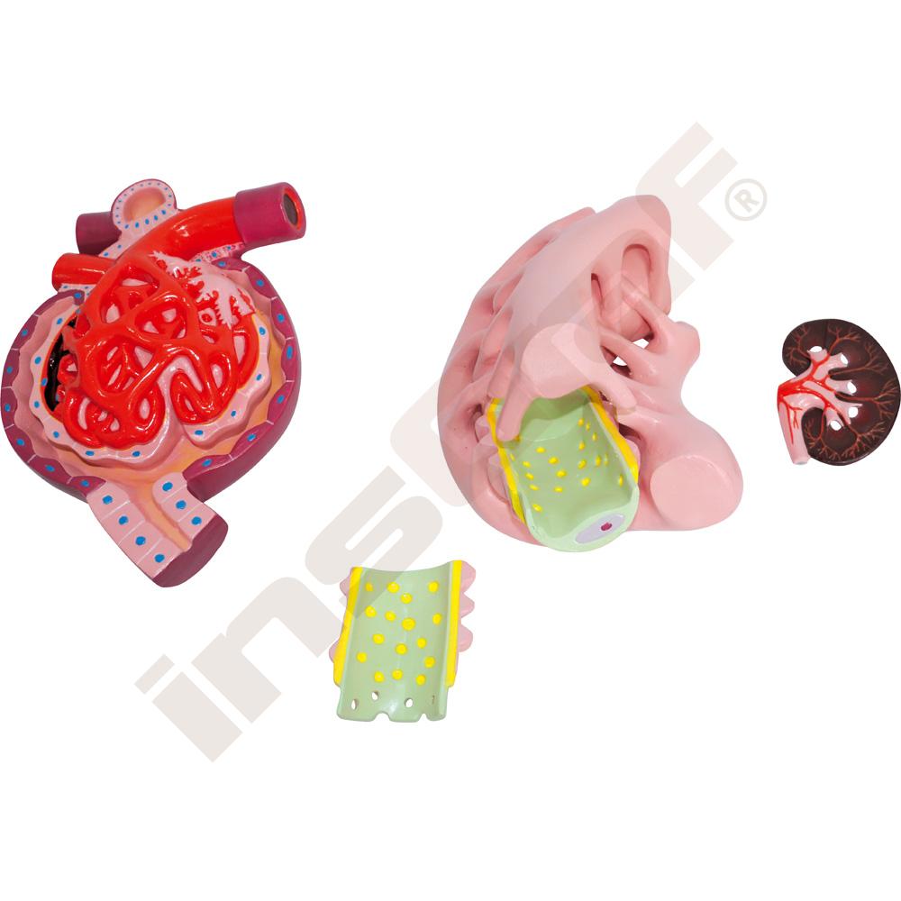 Nefron, glomerulus a podocyt - model