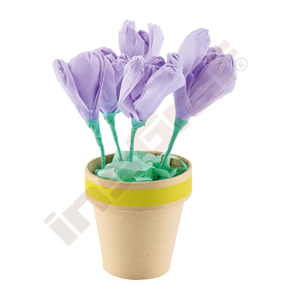 Narcisy