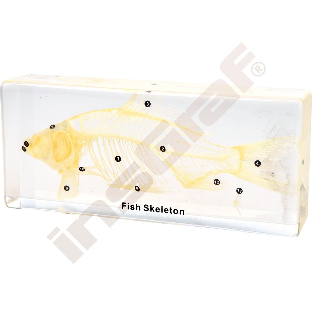 Kostra ryby v plexi 