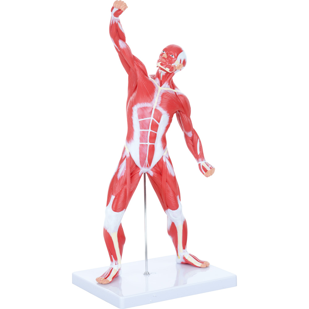 Model sústavy svalov - 50 cm 