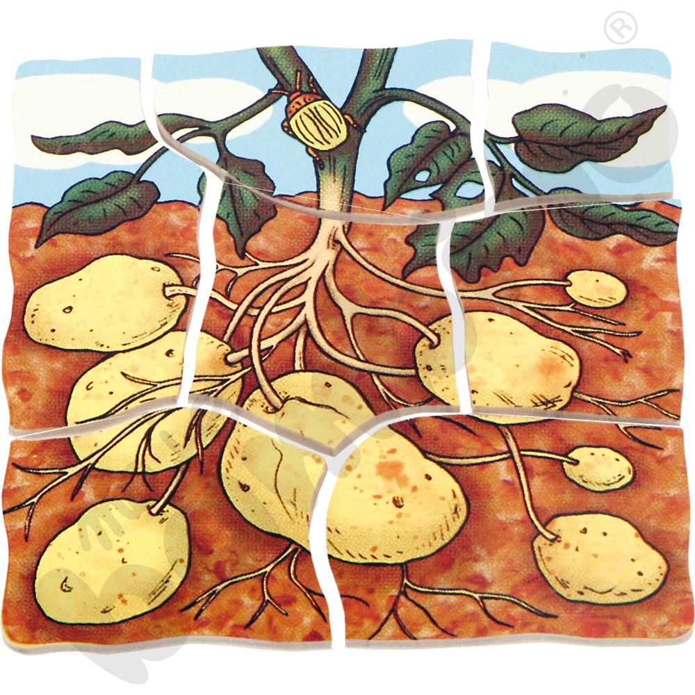 Edukacyjne puzzle warstwowe - ziemniaki