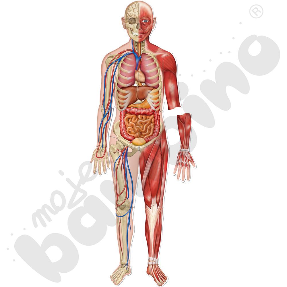 Magnetyczne plansze – Ciało człowieka
