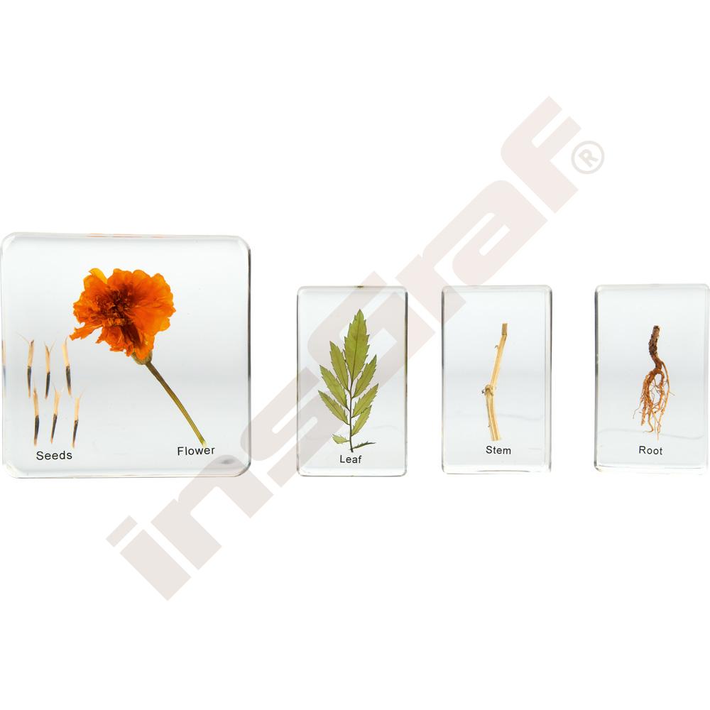 Stavba rostlin plexi 