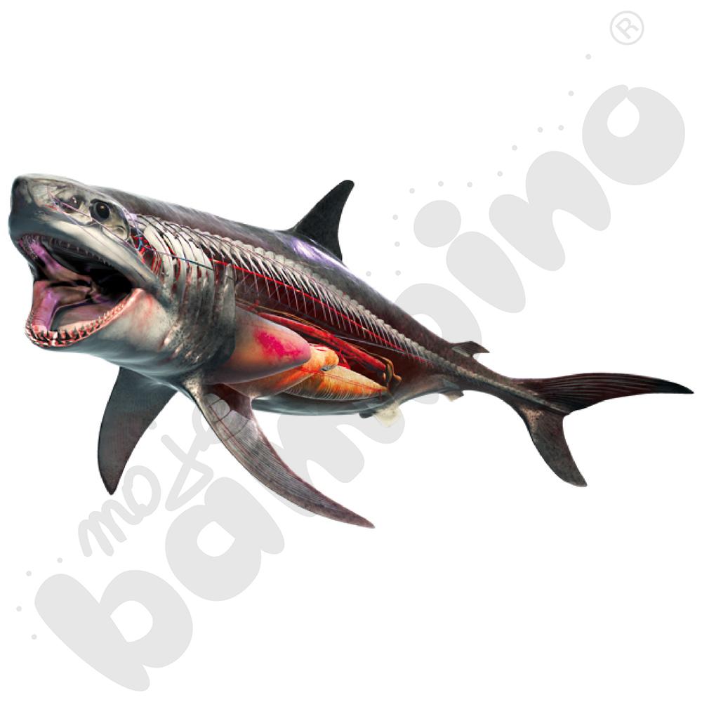 Aplikacja Corinth - pakiet 8 programów, pełna licencja