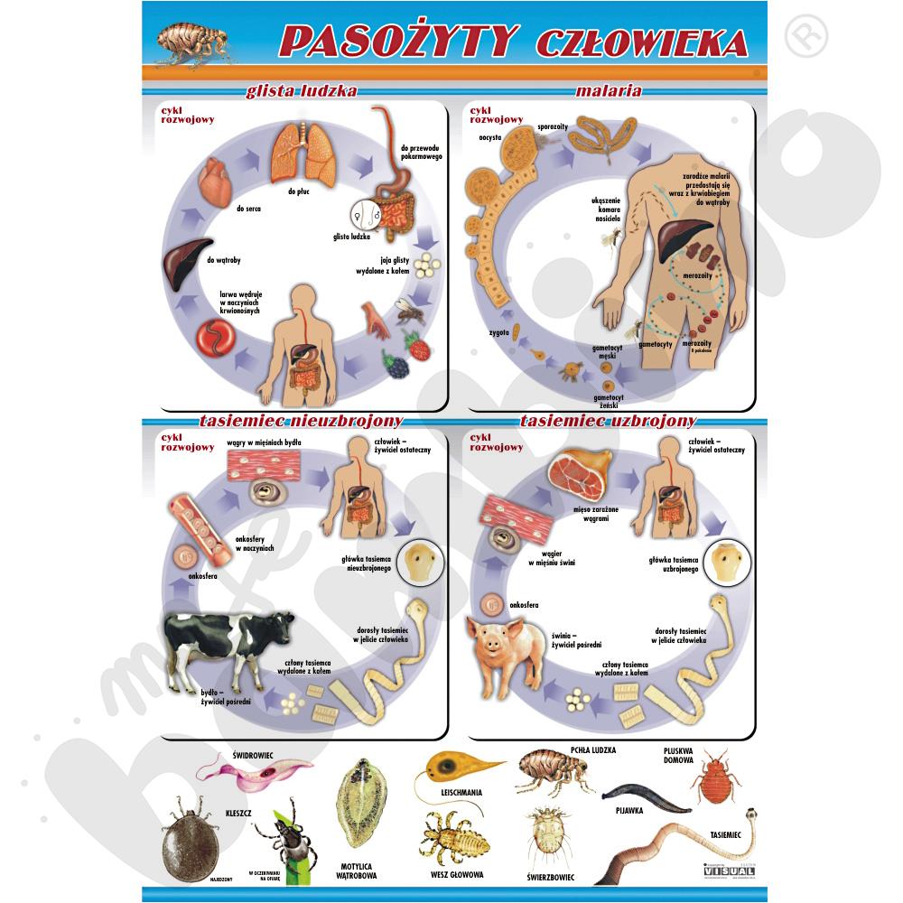 Plansza dydaktyczna - pasożyty człowieka