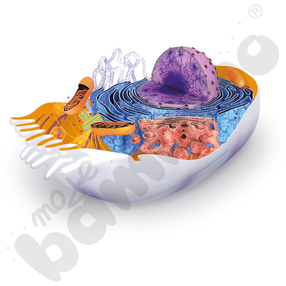 Aplikacja Corinth - pakiet 8 programów, pełna licencja