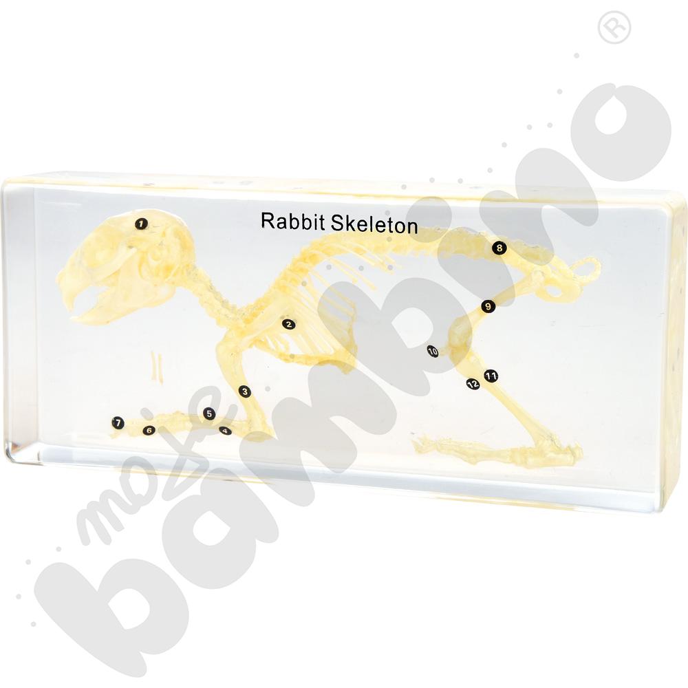 Szkielet  w pleksi - królik