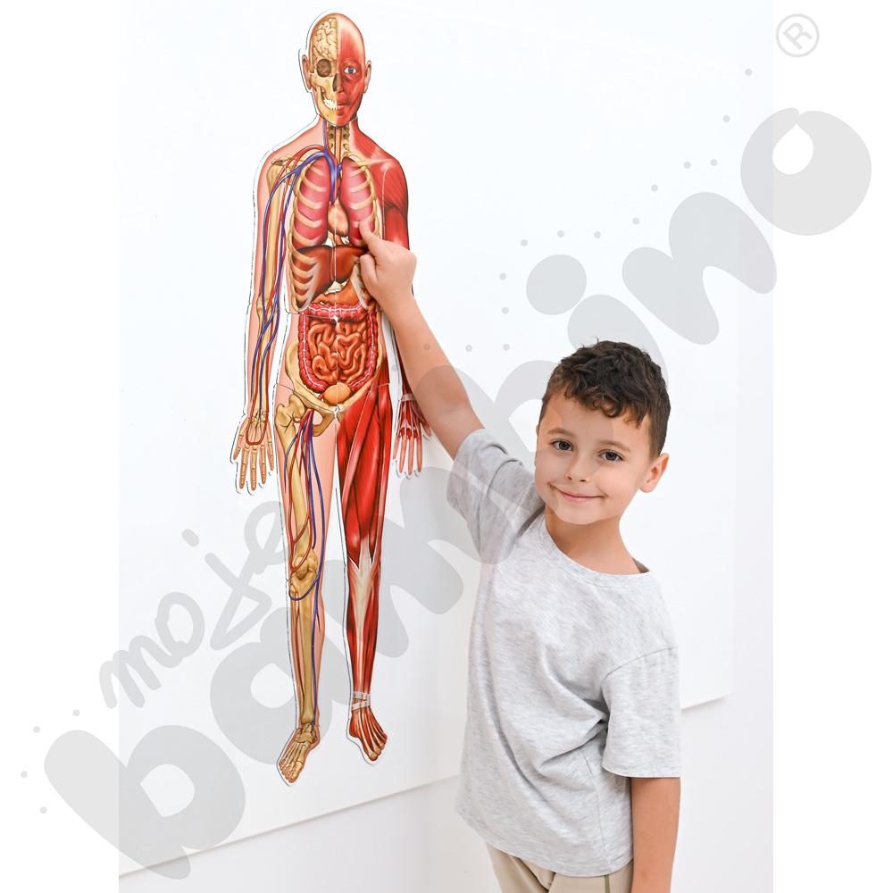 Magnetyczne plansze – Ciało człowieka
