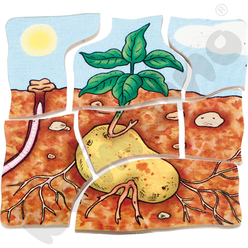 Edukacyjne puzzle warstwowe - ziemniaki