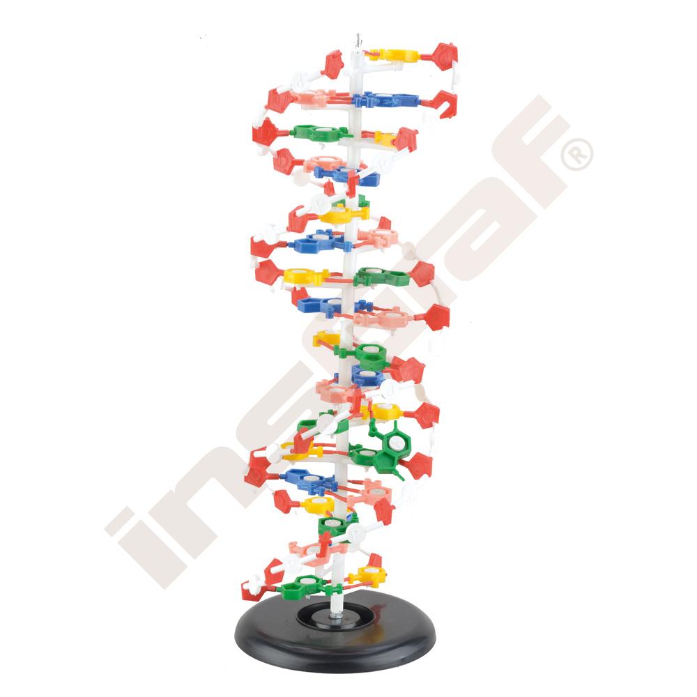Model DNA