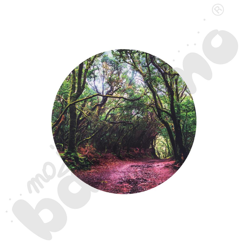 Plansza Odkrycia leśnego świata