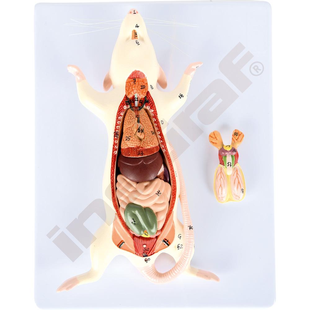 Anatomický model myši
