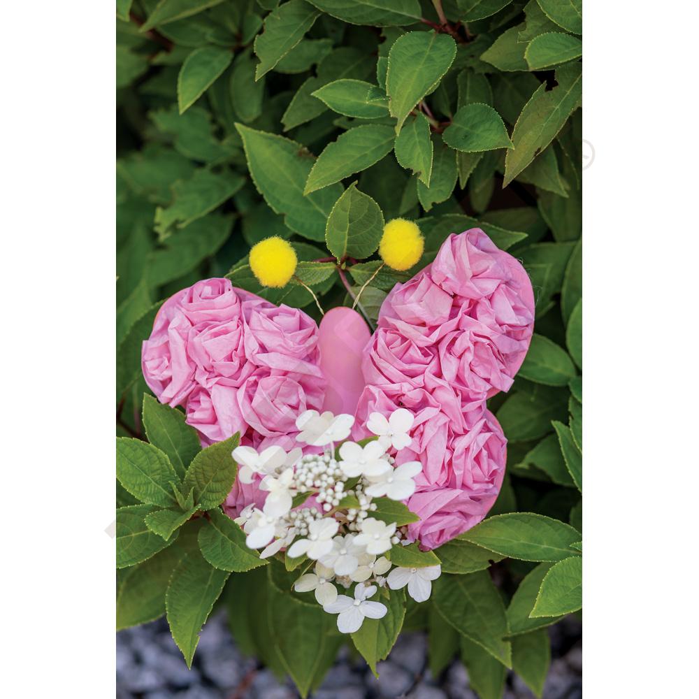 Dřevění motýlci 