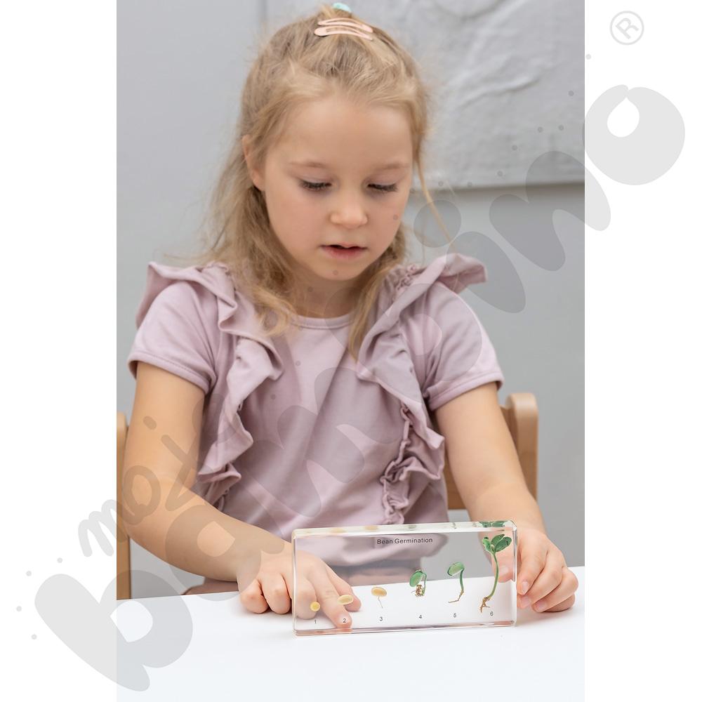 Kiełkowanie fasoli w pleksi