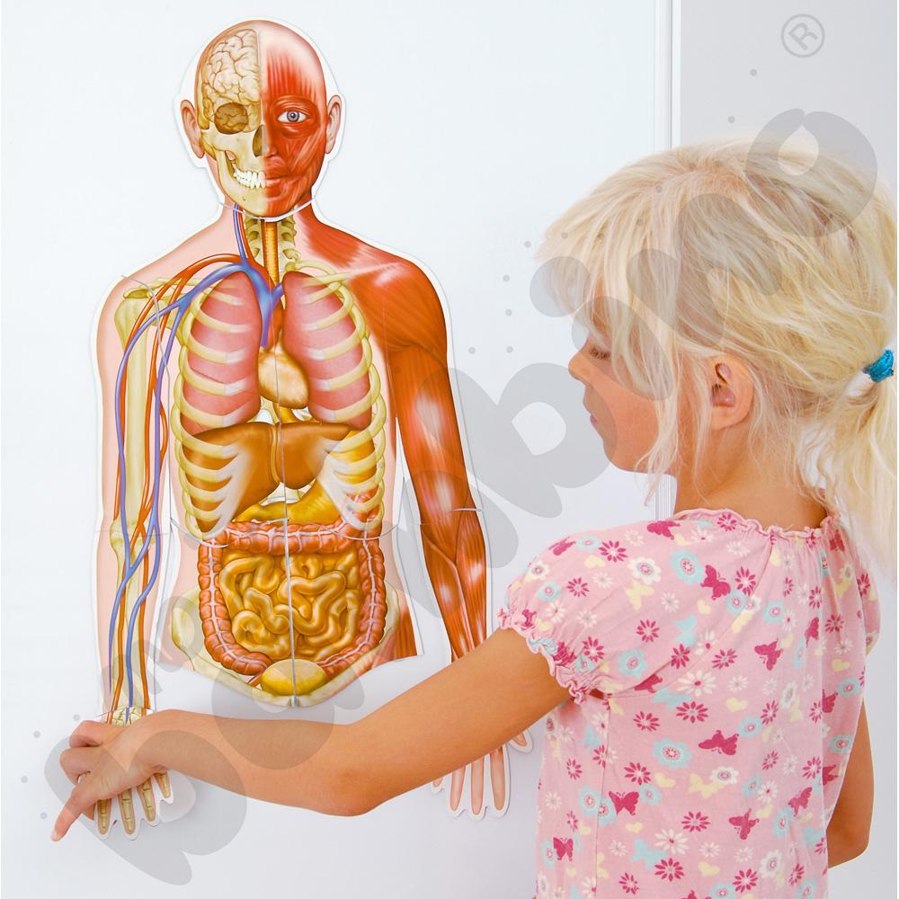 Magnetyczne plansze – Ciało człowieka