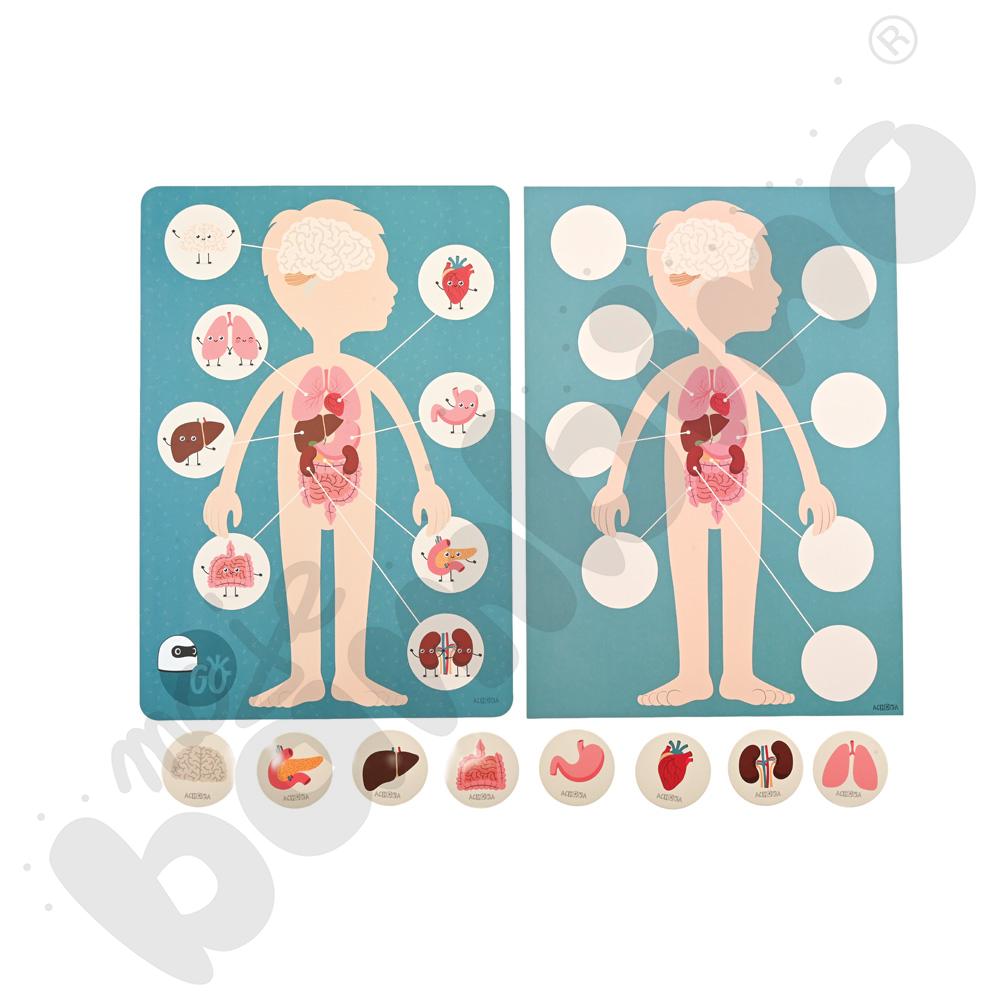 LOGI miniBot - narządy wewnętrzne człowieka