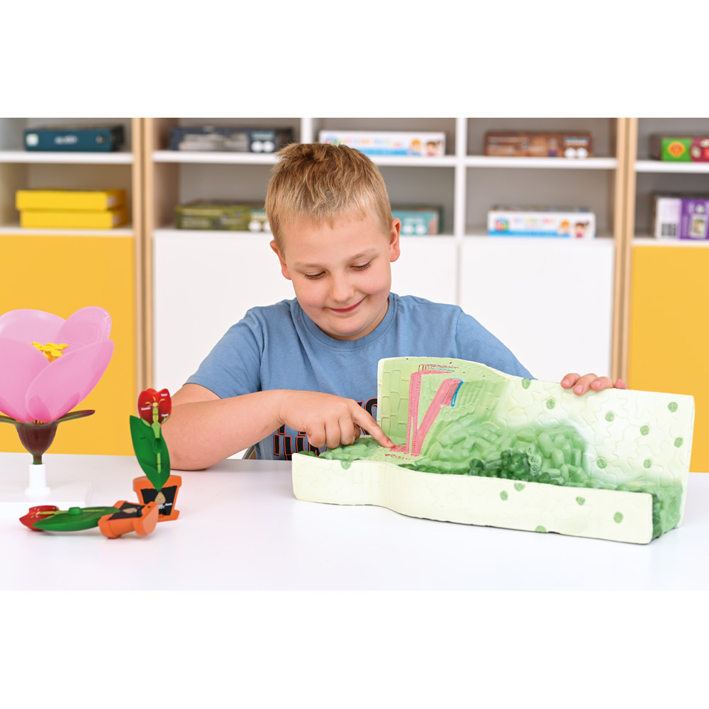 Model - štruktúra listu