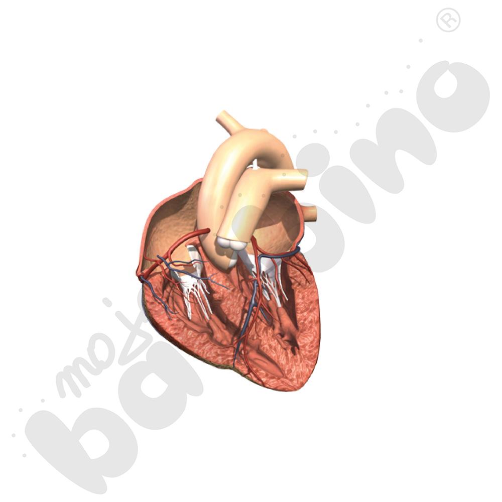 Aplikacja Corinth - pakiet 8 programów, pełna licencja